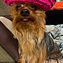Winnifred Journee is registered to the contest to win money with this photo: animal, black_fur, blanket, brown_fur, companion, couch, cozy, cute, dog, face, fur, home, indoor, pet, pink_hat, portrait, sitting, small_dog, sombrero, tongue_out