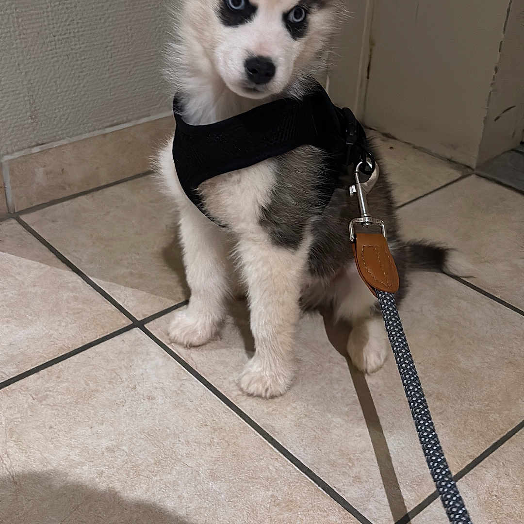 Venom participe au concours pour gagner de l'argent avec cette photo : accessories, animal, canine, dog, eskimodog, flagstone, husky, leash, path, pet, puppy, slate, strap, tile, walkway, whitedog