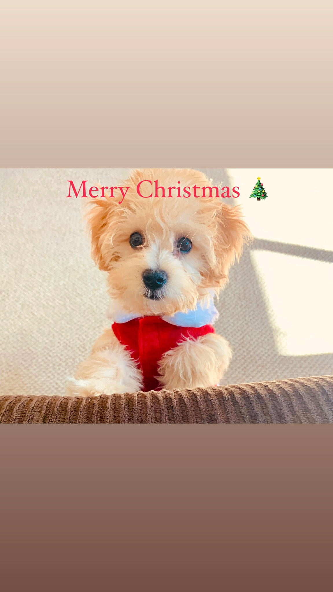 Molly joined the competition — help win amazing prizes! canidae, carnivore, companion_dog, couch, dog, dog_breed, dog_clothes, dog_supply, fictional_character, home_accessories, linens, non_sporting_group, pet_supply, puppy, small_terrier, snout, stuffed_toy, toy, toy_dog, working_animal