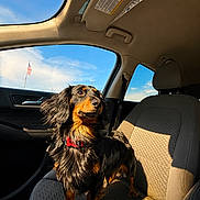 Ruger joined the competition — help win amazing prizes! dog, puppy, black_and_tan, long_hair, floppy_ears, sitting, car, passenger_seat, vehicle_interior, road_trip, sunlight, golden_hour, portrait, pet, collar, red_collar, blue_sky, flag, travel, cute