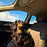dog, puppy, black_and_tan, long_hair, floppy_ears, sitting, car, passenger_seat, vehicle_interior, road_trip, sunlight, golden_hour, portrait, pet, collar, red_collar, blue_sky, flag, travel, cute