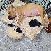 Chop'O joined the competition — help win amazing prizes! animal, cow_pattern, cozy, crate, cute, dog, domestic, floor, furry, indoor, pet, pillow, pink_paw_pads, puppy, relaxed, resting, sleeping, stuffed_toy, tile_floor, young_dog