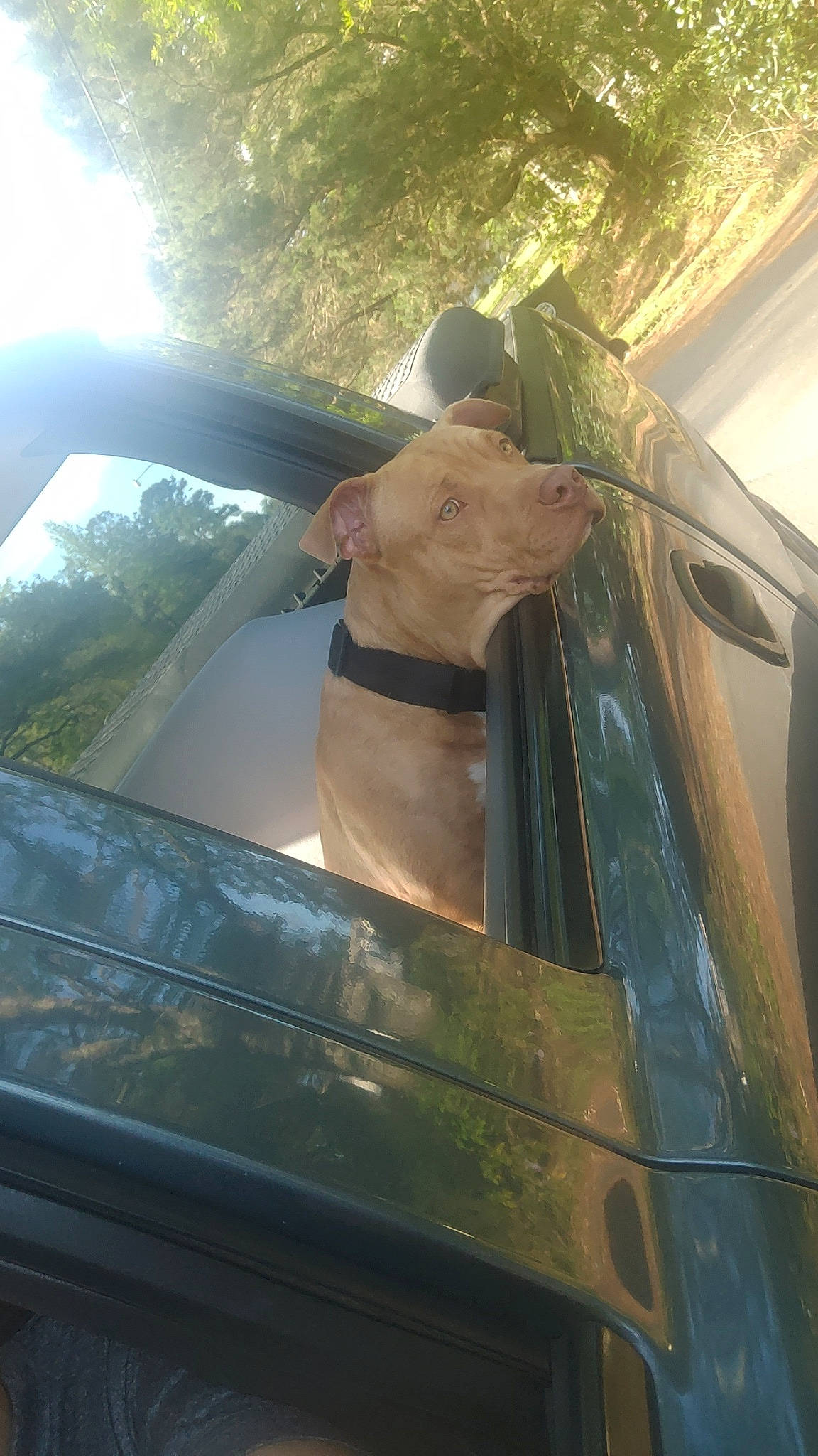 Chop'O is registered to the contest to win money with this photo: automotive_design, automotive_exterior, automotive_lighting, automotive_mirror, car, carnivore, dog, door, fawn, glass, hood, mode_of_transport, motor_vehicle, rear_view_mirror, tints_and_shades, tree, vehicle, vehicle_door, window, windscreen_wiper