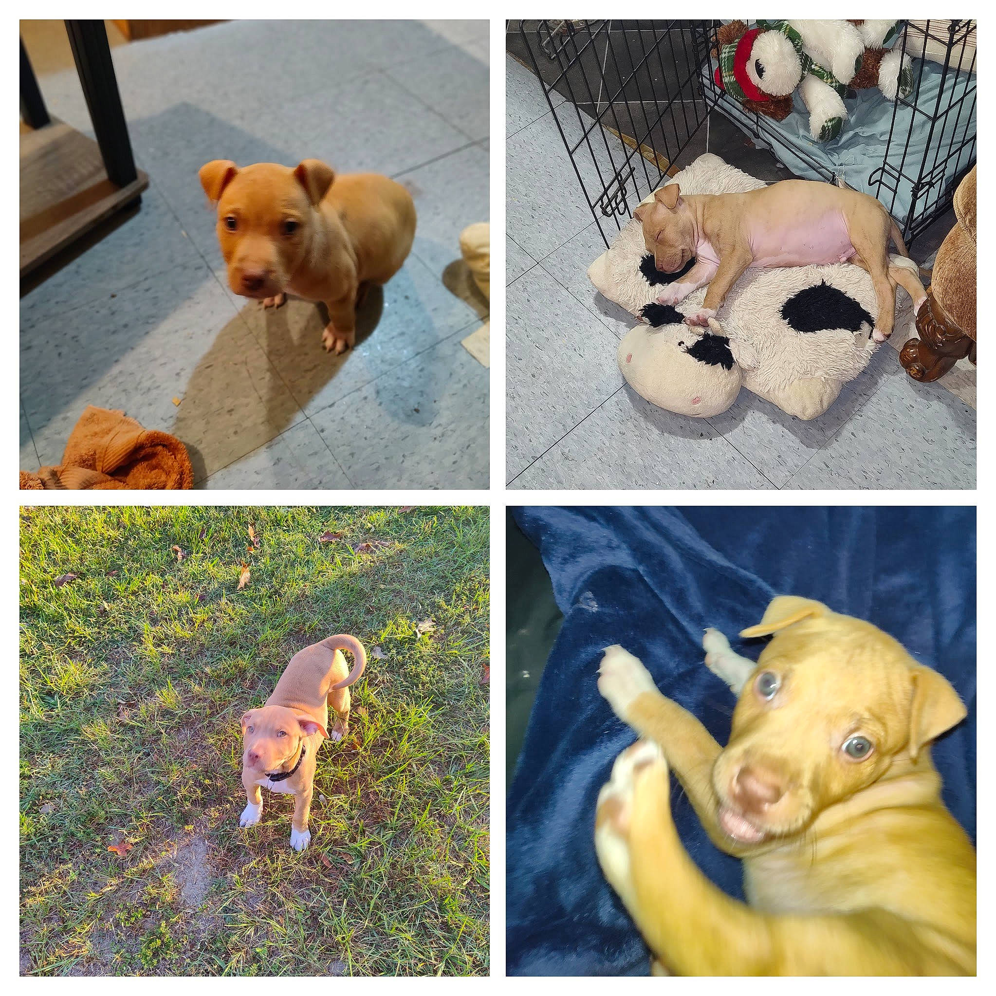 Chop'O joined the competition — help win amazing prizes! art, carnivore, collage, collar, companion_dog, dog, dog_breed, dog_supply, ear, fawn, green, mammal, pet_supply, photograph, snapshot, snout, tail, vertebrate, working_animal, yellow