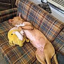 animal, brown_dog, comfort, couch, cozy, dog, fabric, furniture, home, indoor, living_room, lying_down, paw, pet, plaid, plush_toy, relaxed, resting, sleeping, snuggling