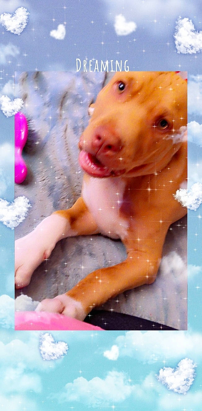 Chop'O is registered to the contest to win money with this photo: bathing, bathtub, canidae, carnivore, companion_dog, dog, dog_breed, fawn, fun, fur, happy, liquid, liver, photograph, rectangle, snout, snow, sporting_group, terrestrial_animal, working_animal