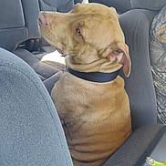 Chop'O joined the competition — help win amazing prizes! animal, back_seat, brown_dog, calm, car_interior, collar, companion, dog, domestic_animal, gray_seat, indoor, looking_out, pet, resting, seat, side_view, sunlight, travel, vehicle, window