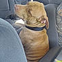 animal, back_seat, brown_dog, calm, car_interior, collar, companion, dog, domestic_animal, gray_seat, indoor, looking_out, pet, resting, seat, side_view, sunlight, travel, vehicle, window
