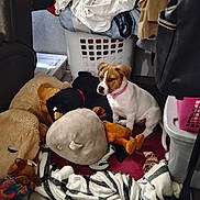 Rox joined the competition — help win amazing prizes! blanket, brown_spots, clothing, cozy, curious, dog, fabric, floor, home, indoor, laundry_basket, pet, pile, pink_collar, plush, puppy, relaxed, stuffed_animals, toy, white_dog