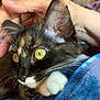 Juana joined the competition — help win amazing prizes! cat, kitten, tortoiseshell, yellow_eyes, white_paw, hand, petting, close_up, fur, whiskers, ear, nail, animal, cute, domestic_cat, feline, indoor, cozy, soft, curious