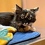Juana is registered to the contest to win money with this photo: kitten, tortoiseshell, cat, pet, animal, whiskers, fur, indoor, curious, lying_down, closeup, table, mat, towel, yellow, green, black, brown, white, eyes