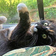 Juana joined the competition — help win amazing prizes! cat, tortoiseshell, fluffy, whiskers, paws, window, greenery, curious, playful, indoor, closeup, natural_light, pet, animal, feline, relaxed, lying_down, eyes, fur, soft