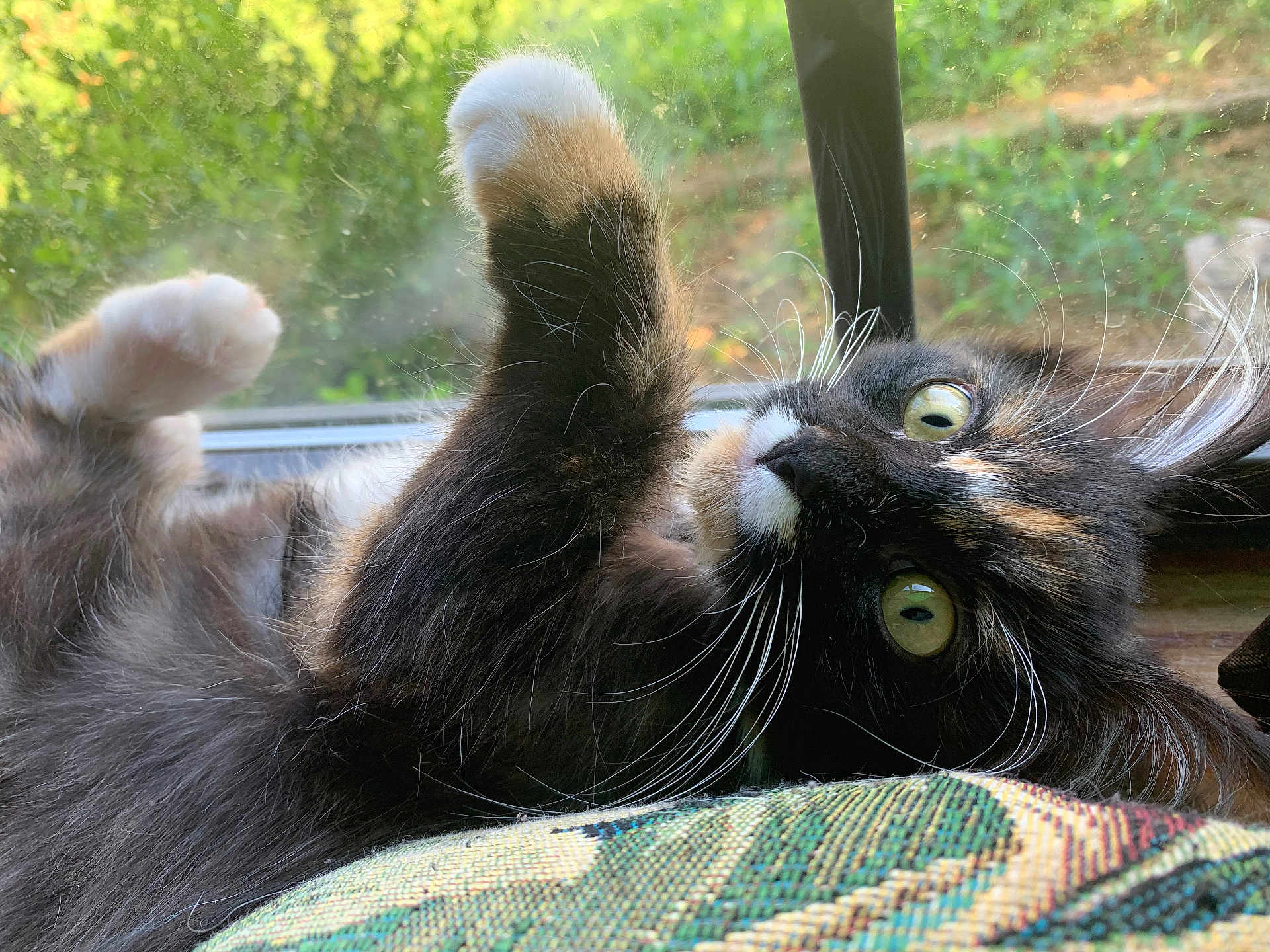 Juana joined the competition — help win amazing prizes! cat, tortoiseshell, fluffy, whiskers, paws, window, greenery, curious, playful, indoor, closeup, natural_light, pet, animal, feline, relaxed, lying_down, eyes, fur, soft