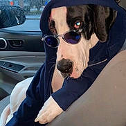Pebble is registered to the contest to win money with this photo: dog, car, hoodie, sunglasses, pet, animal, window, rain, seat, cool, casual, inside, mood, portrait, fashion, relaxed, cute, black_and_white, canine, accessory