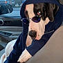 dog, car, hoodie, sunglasses, pet, animal, window, rain, seat, cool, casual, inside, mood, portrait, fashion, relaxed, cute, black_and_white, canine, accessory