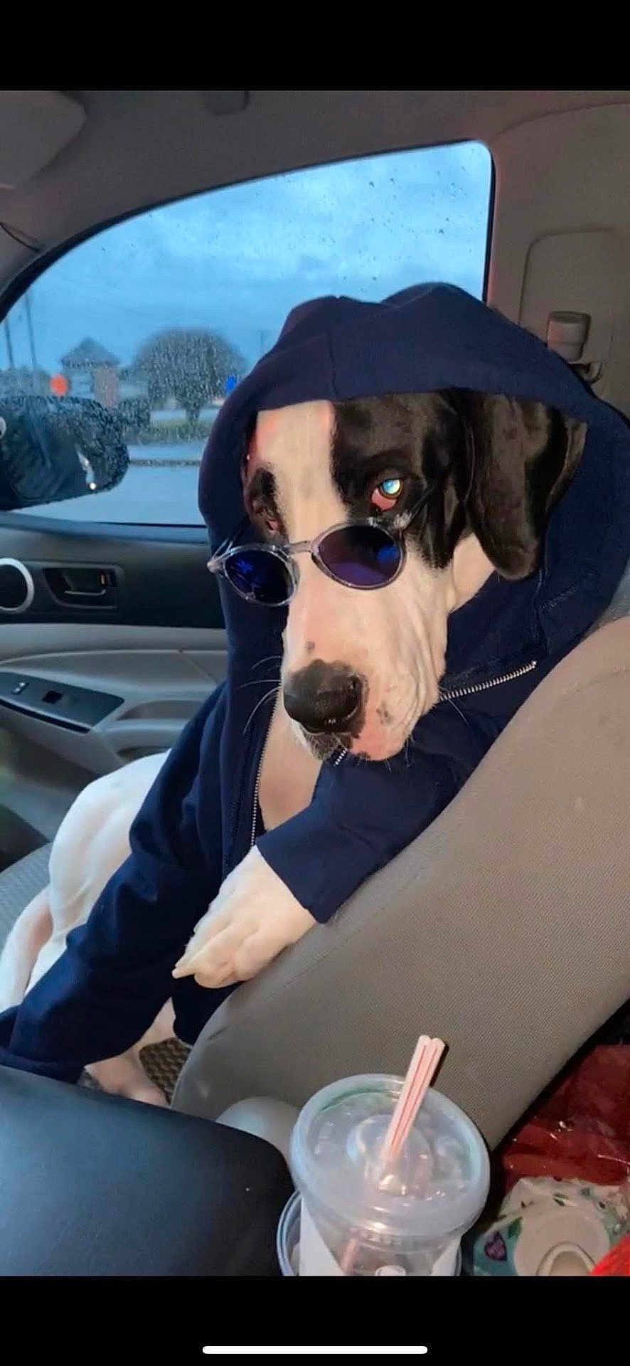 Pebble is registered to the contest to win money with this photo: dog, car, hoodie, sunglasses, pet, animal, window, rain, seat, cool, casual, inside, mood, portrait, fashion, relaxed, cute, black_and_white, canine, accessory