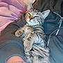 Arrow participe au concours pour gagner de l'argent avec cette photo : kitten, tabby, cat, pet, relaxed, lying_down, person, arm, sweatshirt, zipper, blanket, cozy, indoor, fur, cute, small_animal, whiskers, sleepy, resting, paw