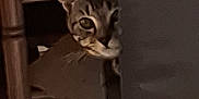 Arrow a rejoint le concours — aidez-le/la à gagner de superbes lots ! animal, blurred, brown, cat, corner, curious, dim_light, ears, face, furniture, hiding, indoor, peeking, pet, quiet, shadow, still, tabby, whiskers, wood