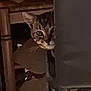 animal, blurred, brown, cat, corner, curious, dim_light, ears, face, furniture, hiding, indoor, peeking, pet, quiet, shadow, still, tabby, whiskers, wood