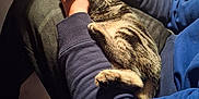 Arrow participe au concours pour gagner de l'argent avec cette photo : cat, tabby_cat, pet, animal, lap, person, hands, indoor, furniture, chair, couch, casual, relaxed, comfort, warm_lighting, blue_sweater, striped_fur, resting, cozy, domestic