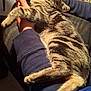 cat, tabby_cat, sleeping, lap, person, hand, blue_sweater, indoor, cozy, resting, feline, pet, animal, striped_fur, comfort, relaxation, warm_lighting, close_up, domestic, casual
