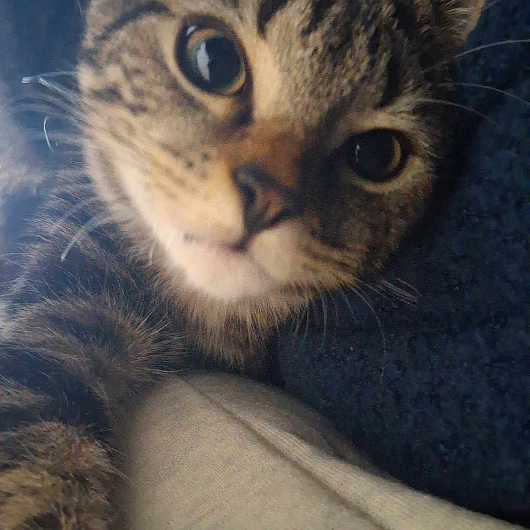 Arrow participe au concours pour gagner de l'argent avec cette photo : animal, cat, close_up, cozy, curious, cute, domestic_animal, ears, eyes, face, feline, fur, indoor, lying_down, mammal, pet, resting, soft, tabby, whiskers