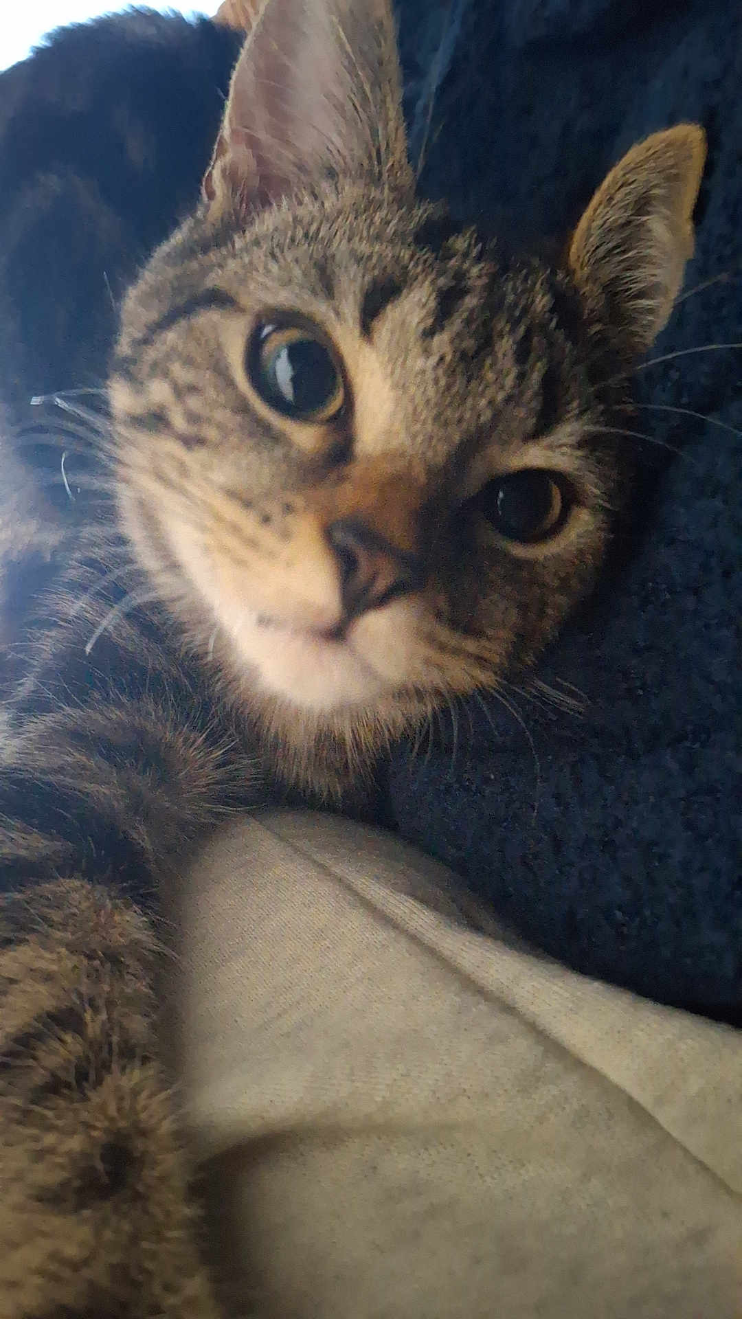 Arrow participe au concours pour gagner de l'argent avec cette photo : cat, tabby, close_up, pet, animal, fur, whiskers, face, ears, eyes, lying_down, cozy, indoor, cute, curious, mammal, domestic_animal, feline, resting, soft