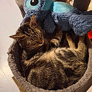Arrow participe au concours pour gagner de l'argent avec cette photo : cat, tabby_cat, sleeping, plush_toy, blue_toy, cat_bed, furry, pet, indoor, cozy, resting, feline, fur, cute, animal, relaxing, soft, toy, comfort, home