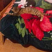 éclair a rejoint le concours — aidez-le/la à gagner de superbes lots ! bed, carnivoran, cat, cat_like_mammal, couch, flooring, furniture, kitten, mammal, play, small_to_medium_sized_cats, tail, textile, vertebrate, whiskers