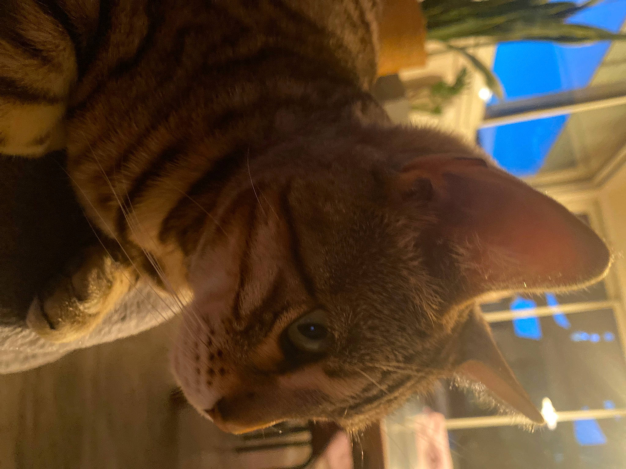 Héstia a rejoint le concours — aidez-le/la à gagner de superbes lots ! cat, ear, eye, eyewear, fawn, felidae, fish, fun, fur, hat, head, jaw, small_to_medium_sized_cats, snout, sporting_group, tail, terrestrial_animal, tree, whiskers, wildlife