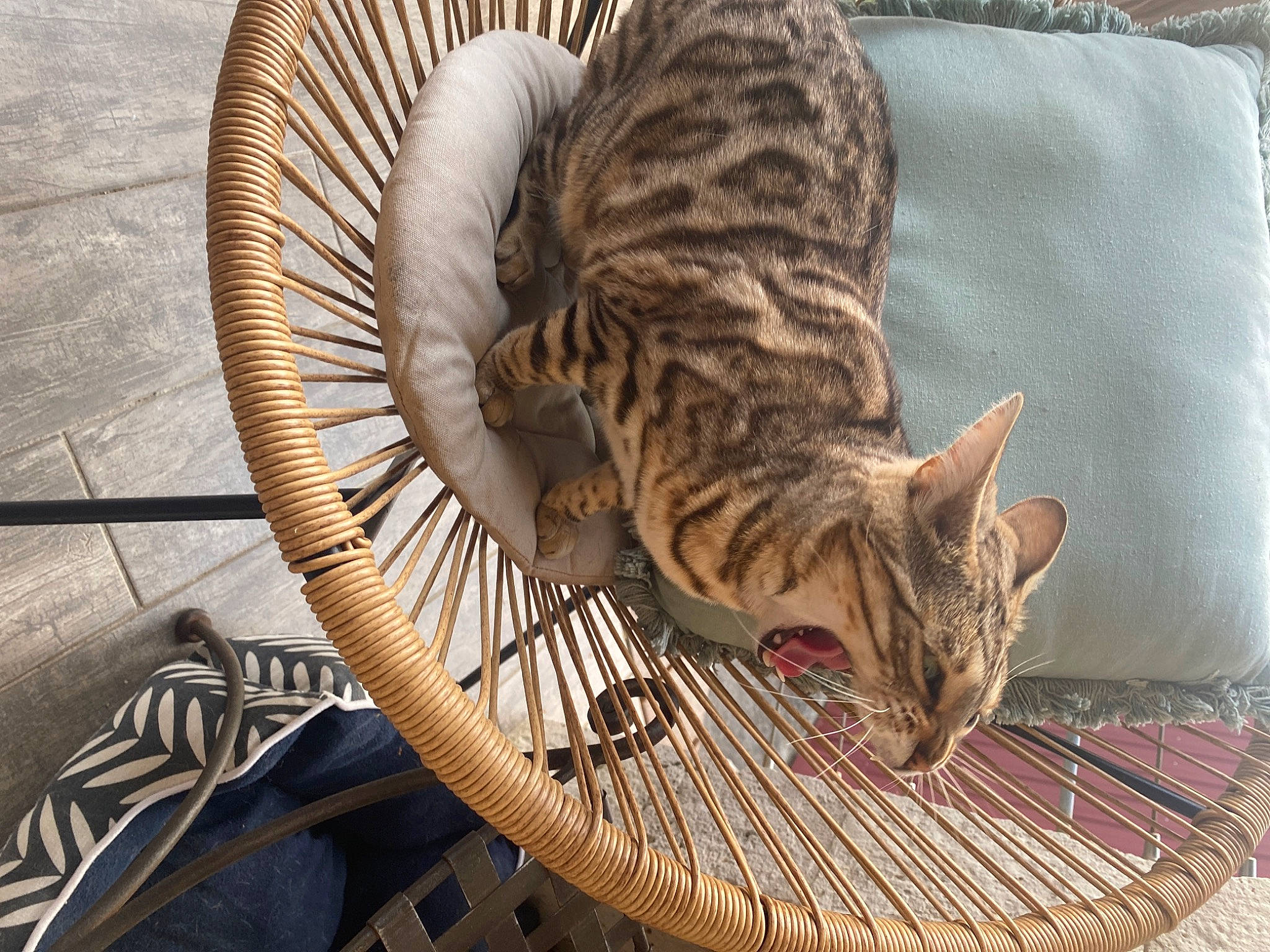 Héstia a rejoint le concours — aidez-le/la à gagner de superbes lots ! carnivore, cat, cat_bed, comfort, domestic_short_haired_cat, fawn, felidae, flooring, fur, grass, hardwood, small_to_medium_sized_cats, snout, tail, terrestrial_animal, whiskers, wicker, wildlife, wood, wood_flooring