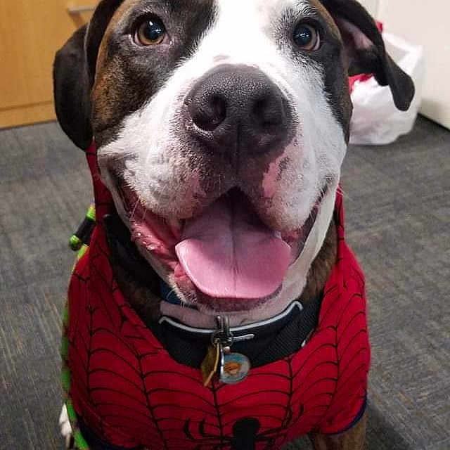 Sora joined the competition — help win amazing prizes! american_bulldog, american_pit_bull_terrier, american_staffordshire_terrier, canidae, carnivore, collar, companion_dog, dog, dog_breed, dog_collar, fawn, mammal, molosser, non_sporting_group, pit_bull, rare_breed_dog, snout, sporting_group, valley_bulldog, vertebrate