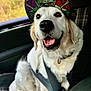 dog, golden_retriever, hat, cap, car, seatbelt, vehicle_interior, window, plaid_seat, happy, smiling, pet, canine, sitting, fur, ears, tongue, collar, daylight, outdoor_background