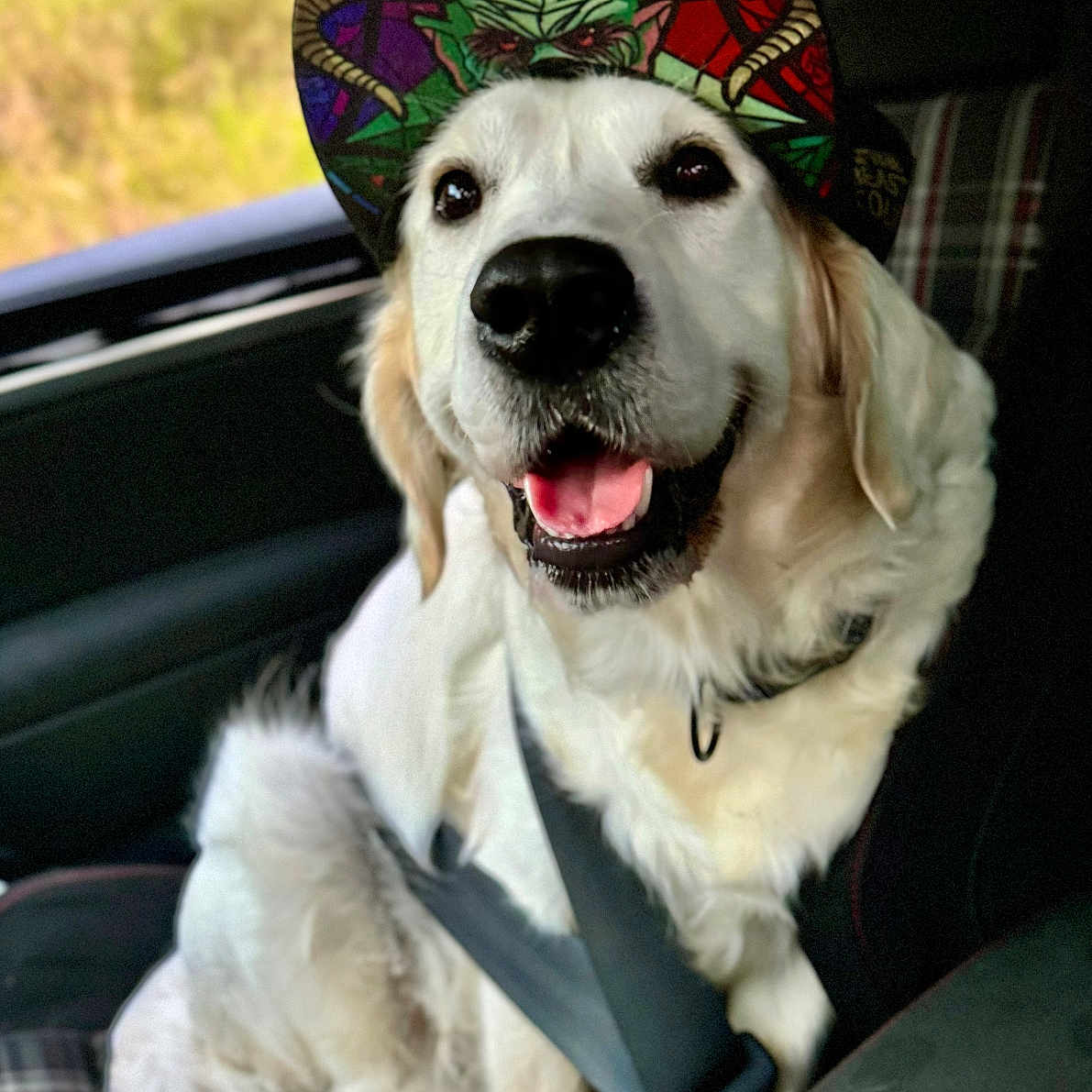 Ubu participe au concours pour gagner de l'argent avec cette photo : canine, cap, car, collar, daylight, dog, ears, fur, golden_retriever, happy, hat, outdoor_background, pet, plaid_seat, seatbelt, sitting, smiling, tongue, vehicle_interior, window