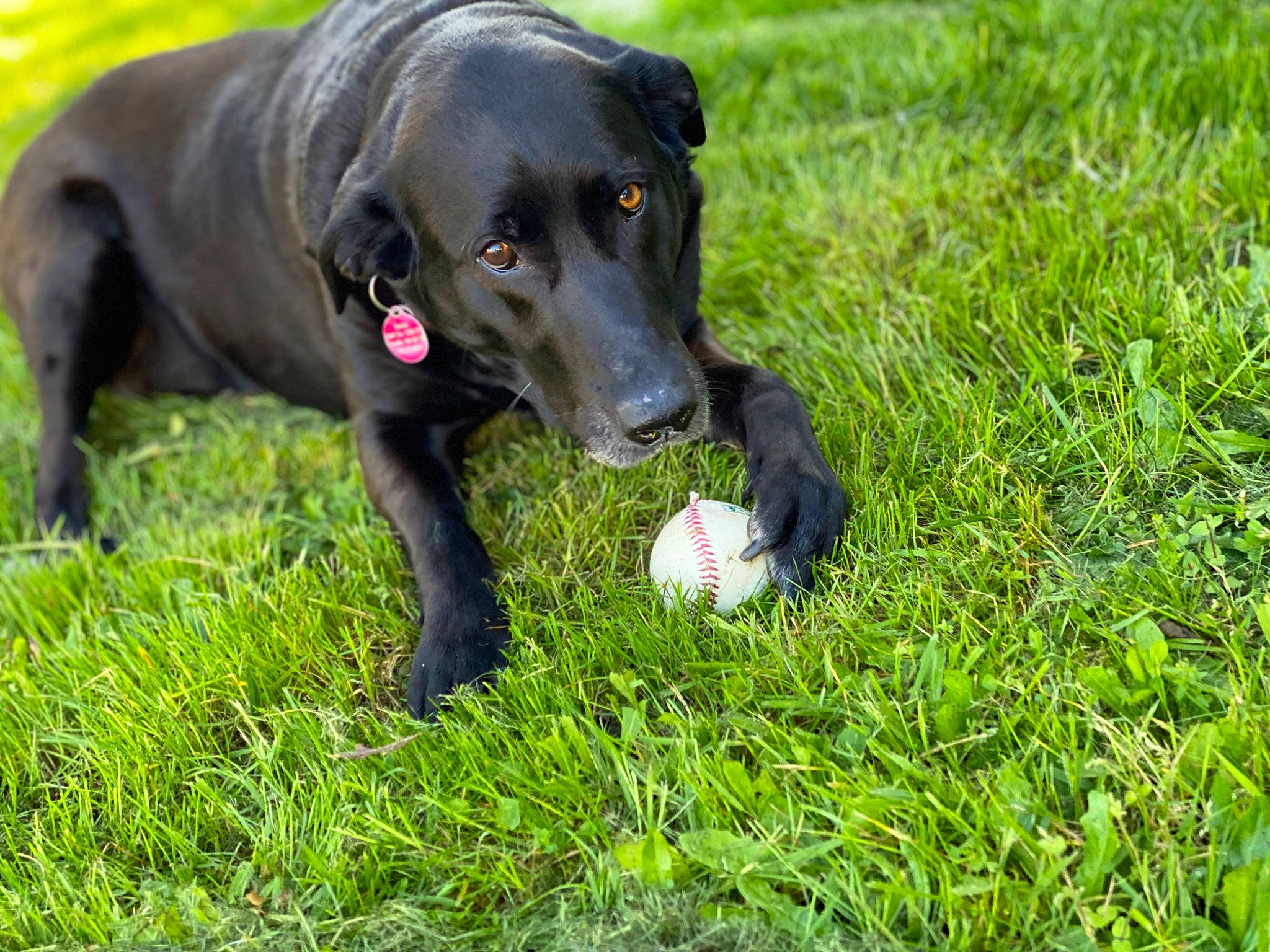 Mali is registered to the contest to win money with this photo: borador, canidae, carnivore, companion_dog, dog, dog_breed, dog_collar, grass, grassland, groundcover, guard_dog, gun_dog, lawn, meadow, pasture, plant, retriever, tail, terrestrial_animal, working_animal