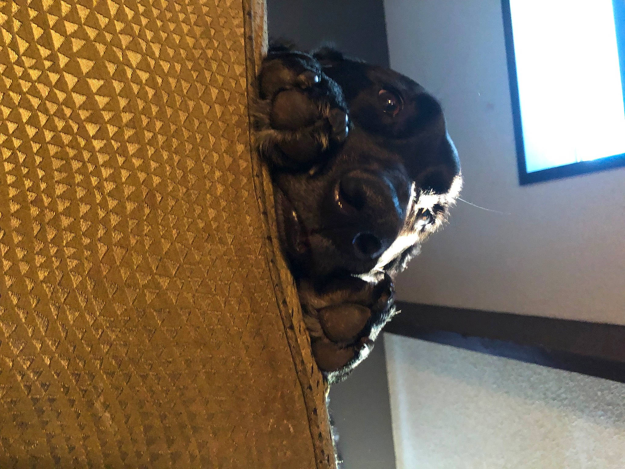 Mali joined the competition — help win amazing prizes! art, audio_equipment, canidae, carnivore, ceiling, dog_breed, door, door_handle, felidae, flooring, fur, hardwood, metal, pattern, room, sculpture, sporting_group, window, wood