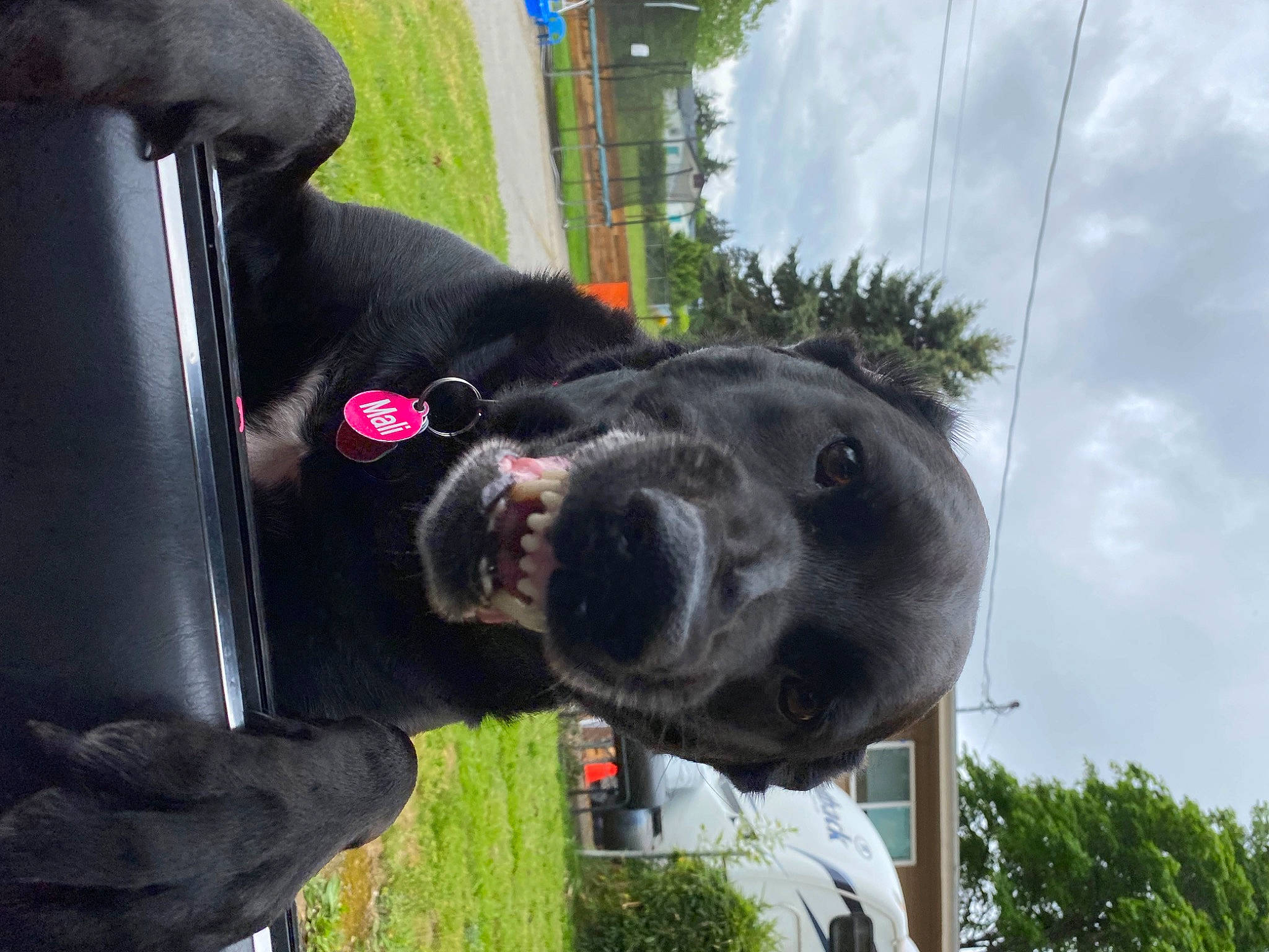 Mali joined the competition — help win amazing prizes! auto_part, canidae, carnivore, cloud, collar, companion_dog, dog, dog_breed, dog_collar, fur, grass, guard_dog, motor_vehicle, plant, sky, snout, sporting_group, tree, vehicle_door, working_animal