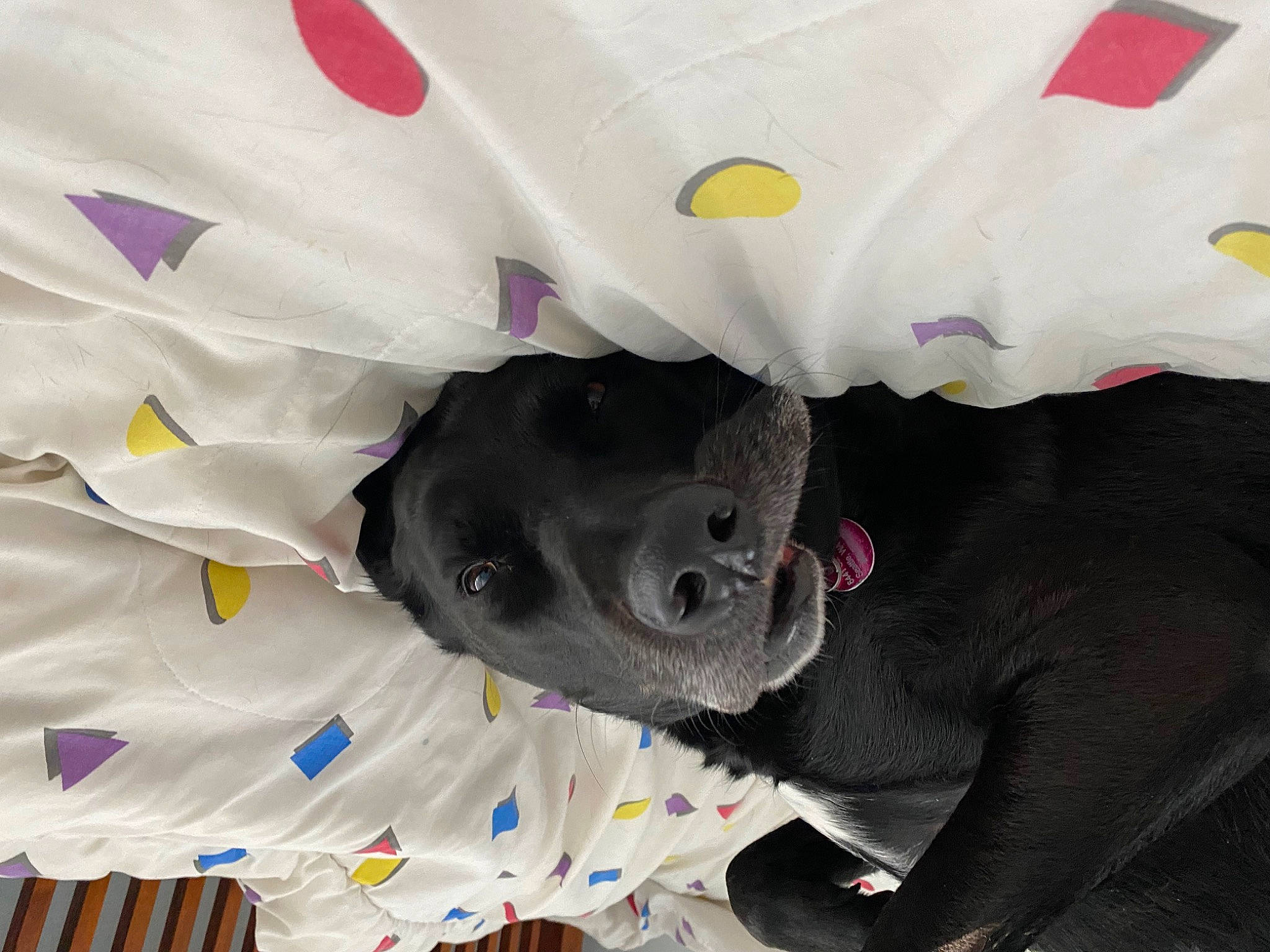 Mali joined the competition — help win amazing prizes! automotive_wheel_system, canidae, carmine, carnivore, dog_breed, flower, flowering_plant, freezing, fur, magenta, pattern, petal, plant, plush, sporting_group, stuffed_toy, textile, toy, white, winter