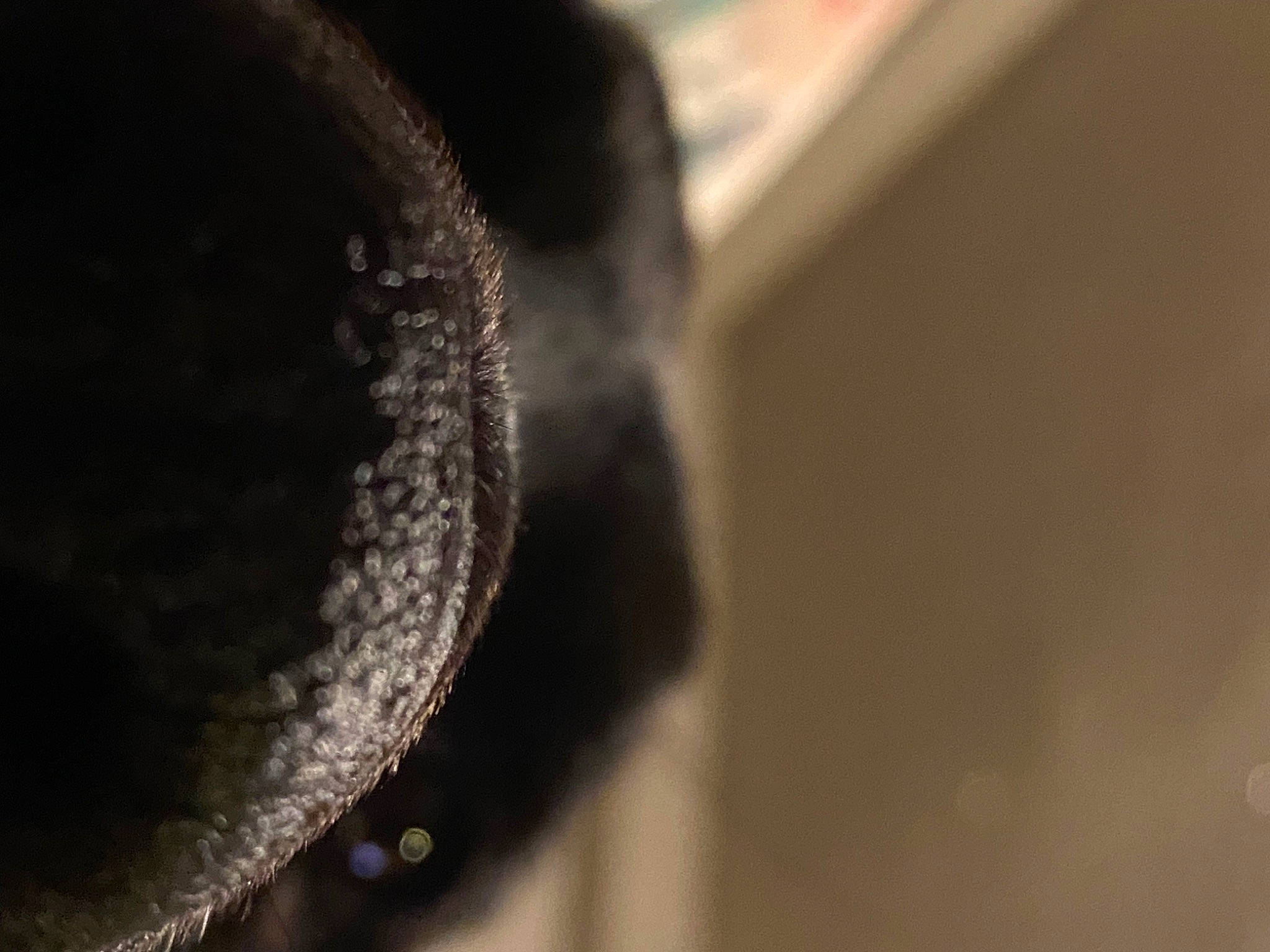 Mali is registered to the contest to win money with this photo: auto_part, automotive_tire, automotive_wheel_system, circle, fur, macro_photography, metal, rim, shadow, snout, terrestrial_animal, wood