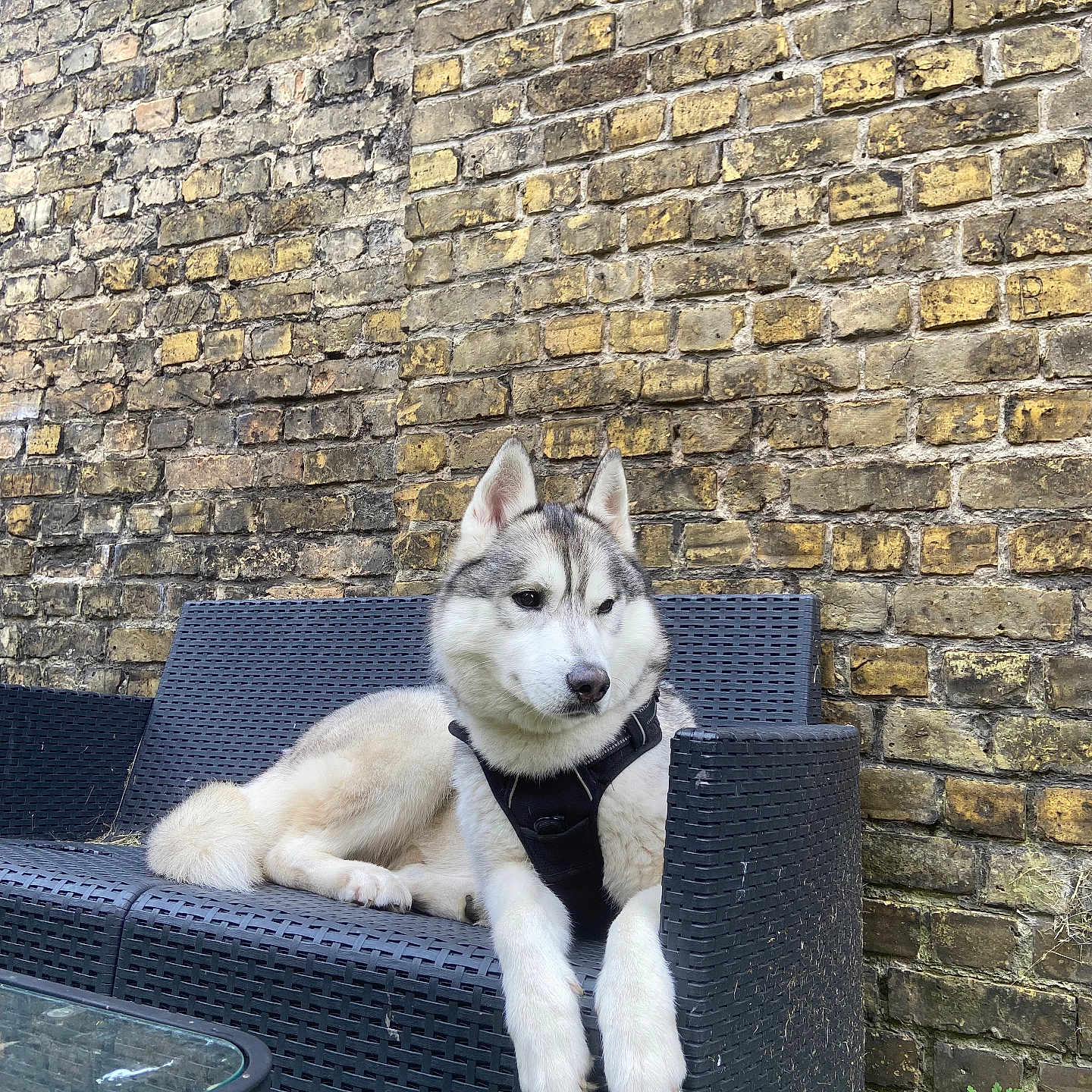 Baloo participe au concours pour gagner de l'argent avec cette photo : alloywheel, animal, architecture, brick, building, canine, couch, dog, eskimodog, furniture, husky, machine, path, pet, puppy, rock, slate, spoke, stonewall, wall