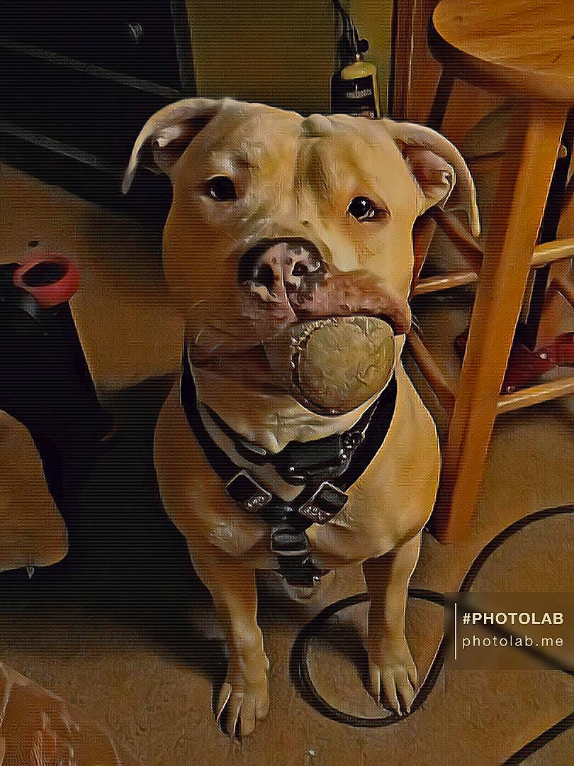 Taboo is registered to the contest to win money with this photo: canidae, carnivore, chair, collar, companion_dog, dog, dog_breed, dog_clothes, dog_collar, dog_supply, fawn, flooring, fur, outdoor_furniture, pet_supply, snout, sporting_group, whiskers, wood, working_animal