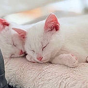 Neige participe au concours pour gagner de l'argent avec cette photo : adorable, animal, blanket, cat, close_up, companion, cozy, cute, feline, fur, indoor, kitten, nap, pet, pink_ears, pink_nose, resting, sleeping, soft, white_cat