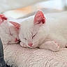 adorable, animal, blanket, cat, close_up, companion, cozy, cute, feline, fur, indoor, kitten, nap, pet, pink_ears, pink_nose, resting, sleeping, soft, white_cat