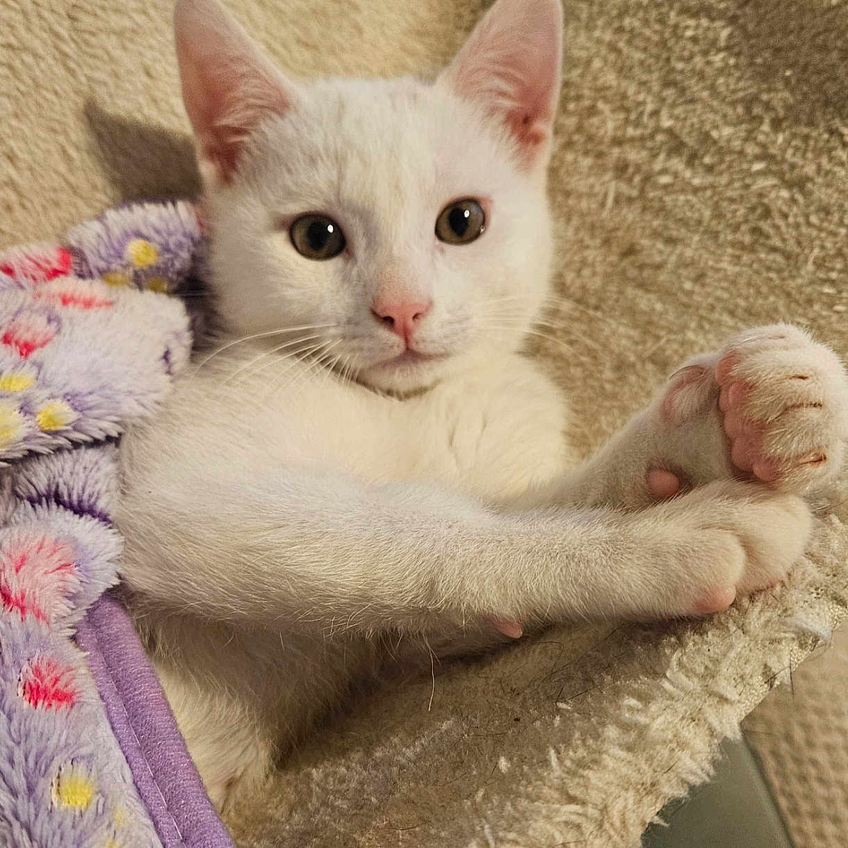 Neige participe au concours pour gagner de l'argent avec cette photo : kitten, white_cat, pet, feline, cute, animal, relaxing, blanket, purple, floral, cozy, indoor, soft, paw, pink_nose, looking_at_camera, fur, young, sleepy, resting