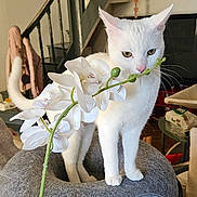 Neige participe au concours pour gagner de l'argent avec cette photo : white_cat, cat, flower, orchid, indoor, home, furniture, gray_cat_bed, stairs, curious, pet, animal, plant, whiskers, pink_nose, tail, domestic, cozy, household_items, background