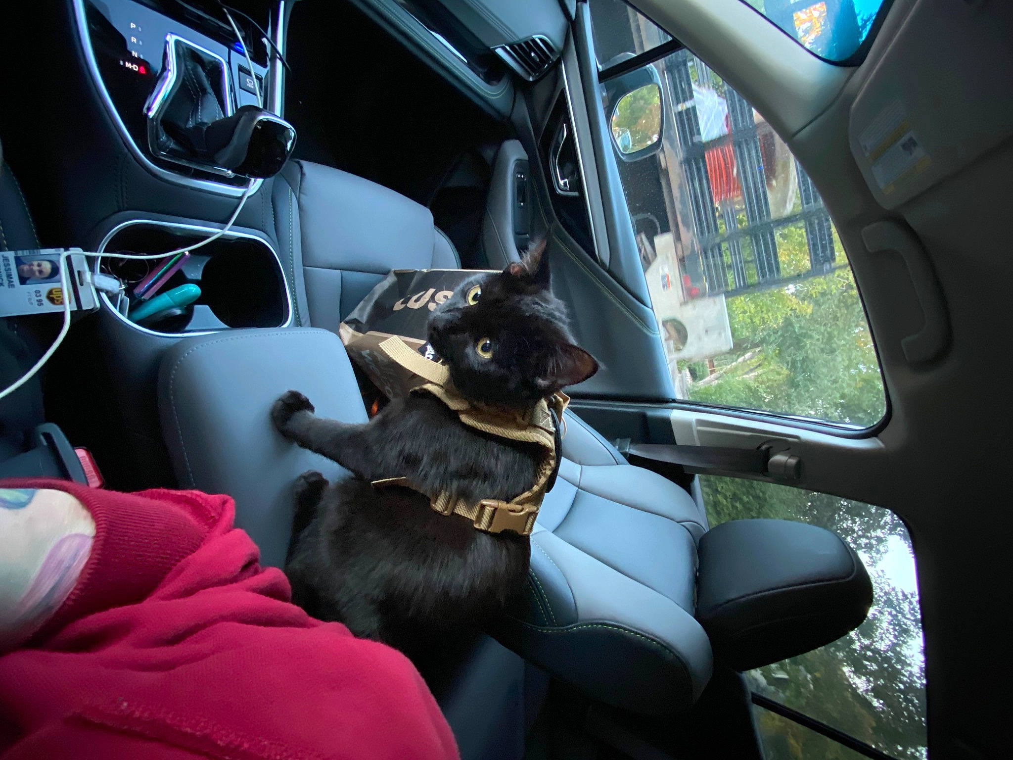 Diablo is registered to the contest to win money with this photo: auto_part, automotive_design, automotive_exterior, automotive_mirror, car, car_seat, car_seat_cover, carnivore, comfort, dog, family_car, head_restraint, mode_of_transport, motor_vehicle, personal_luxury_car, steering_part, steering_wheel, vehicle, vehicle_door, window