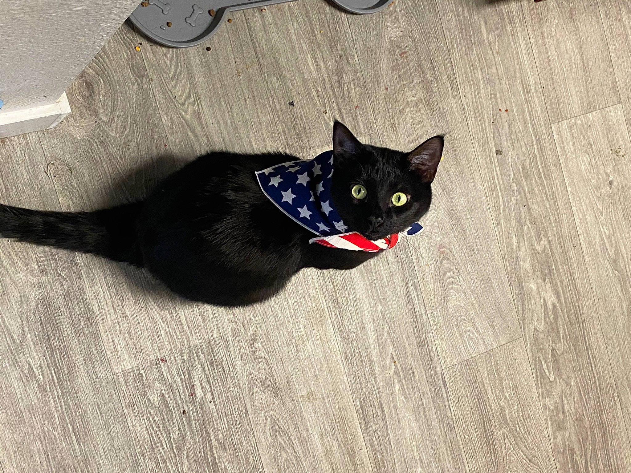 Diablo is registered to the contest to win money with this photo: black_cat, bombay, carnivore, cat, domestic_short_haired_cat, electric_blue, felidae, flooring, fur, grey, hardwood, paw, russian_blue, shadow, small_to_medium_sized_cats, snout, tail, terrestrial_animal, whiskers, wood