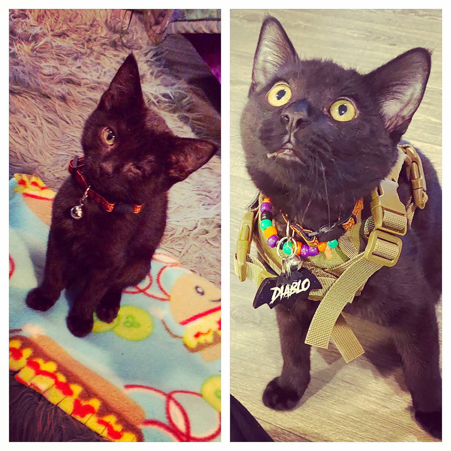 Diablo is registered to the contest to win money with this photo: art, beauty, carnivore, cat, domestic_short_haired_cat, fashion_accessory, felidae, font, fur, pattern, paw, photo_caption, rectangle, selfie, small_to_medium_sized_cats, snout, square, tail, visual_arts, whiskers