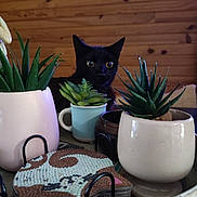 Apollo a rejoint le concours — aidez-le/la à gagner de superbes lots ! black_cat, cat, pet, animal, feline, eyes, ears, face, whiskers, succulents, plants, potted_plants, flowerpots, indoor, wooden_wall, home_decor, cozy, portrait, peeking, photography