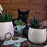 black_cat, cat, pet, animal, feline, eyes, ears, face, whiskers, succulents, plants, potted_plants, flowerpots, indoor, wooden_wall, home_decor, cozy, portrait, peeking, photography